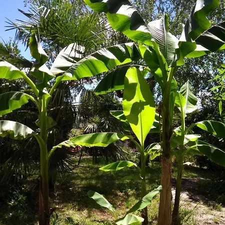 Apartment Maison Chopin Gramat